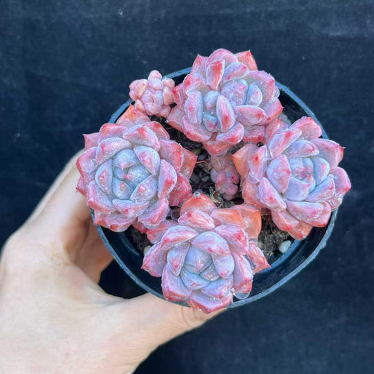 22540  ピンクアレックス（9cm pot）