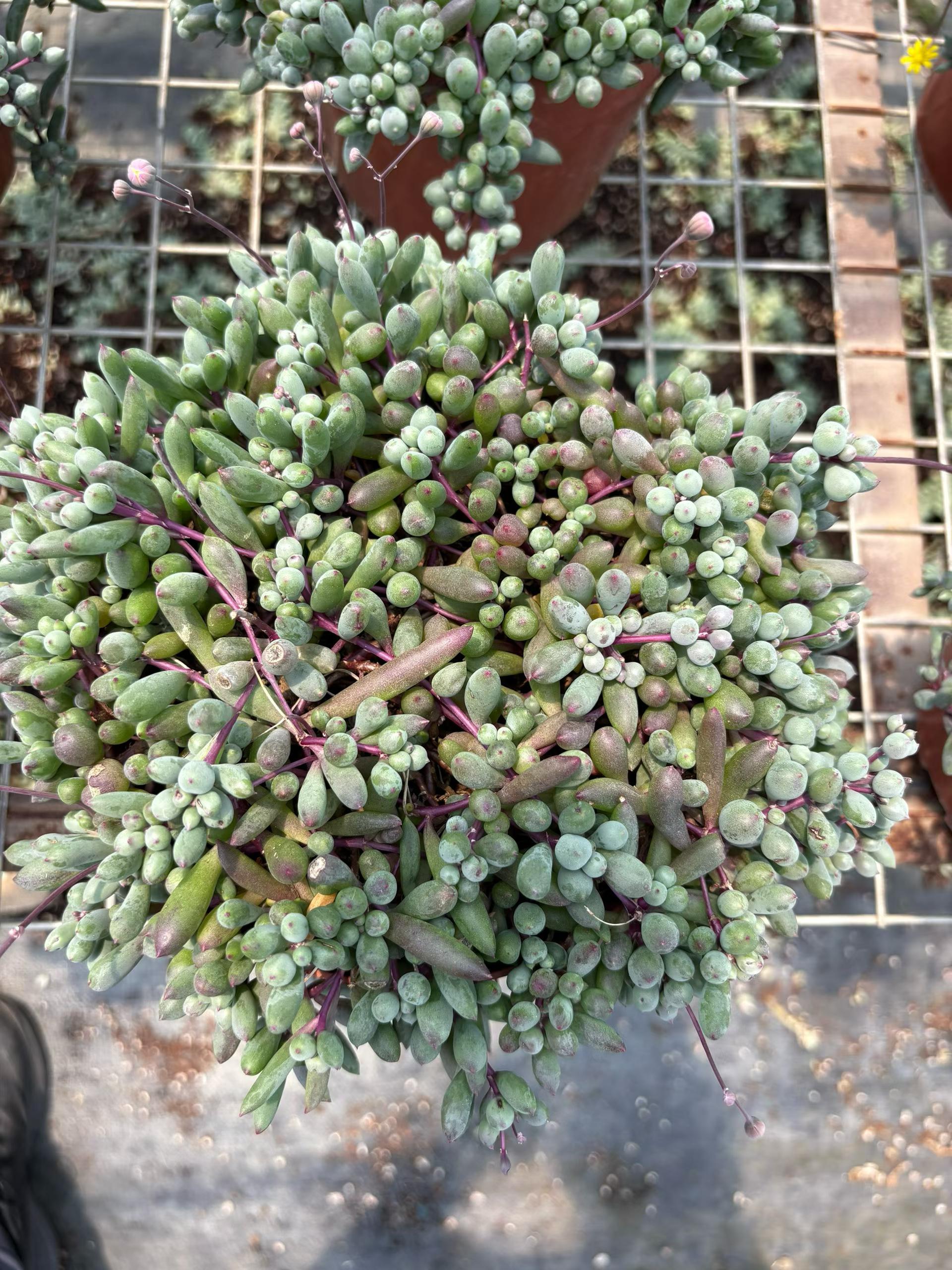 セネシオ – Top Succulent®