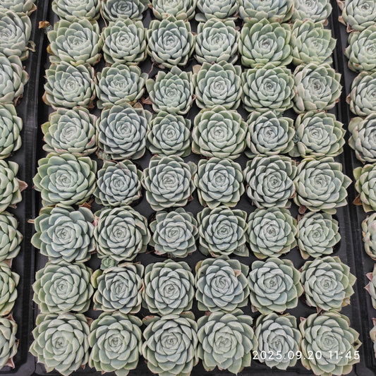 DQ134 ヒューミリス（3cm pot）