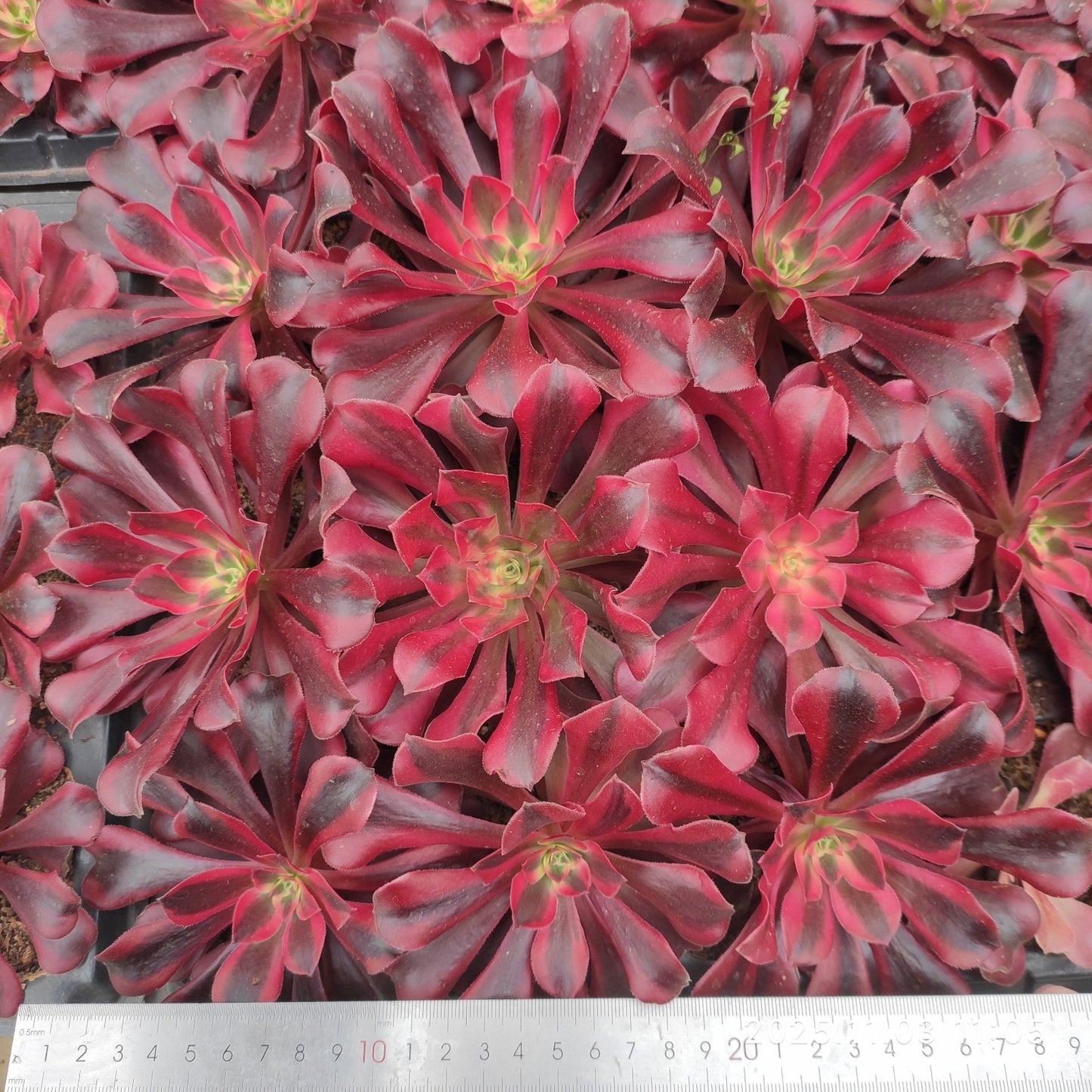 3465 メデューサ（9cm pot）