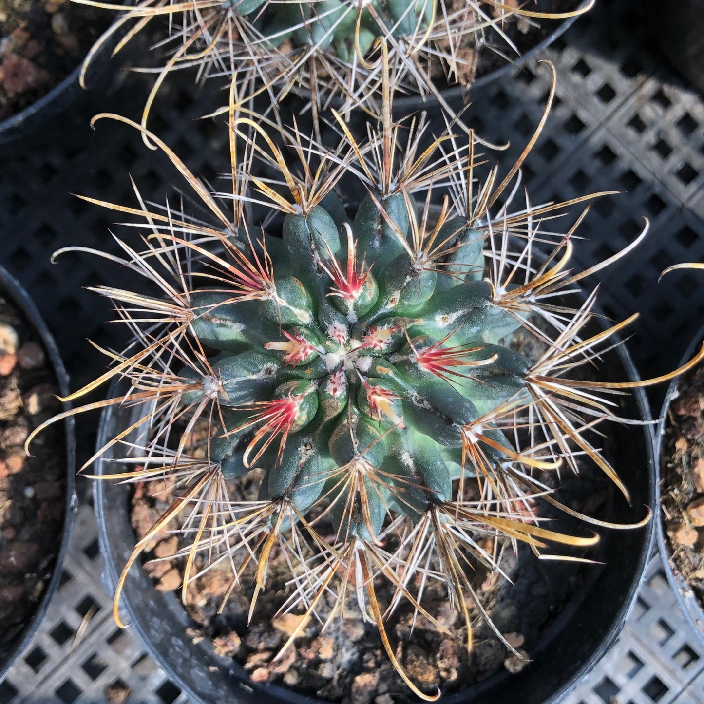 TPKM004 パロジア　コマタンズ（6cm pot）