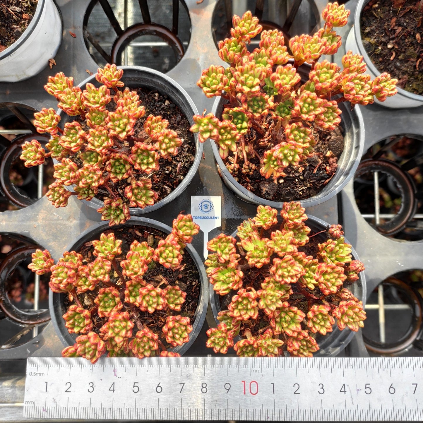 24501 小人の祭り