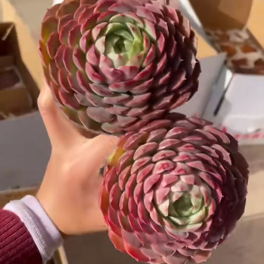 25296 シャーロットローズ