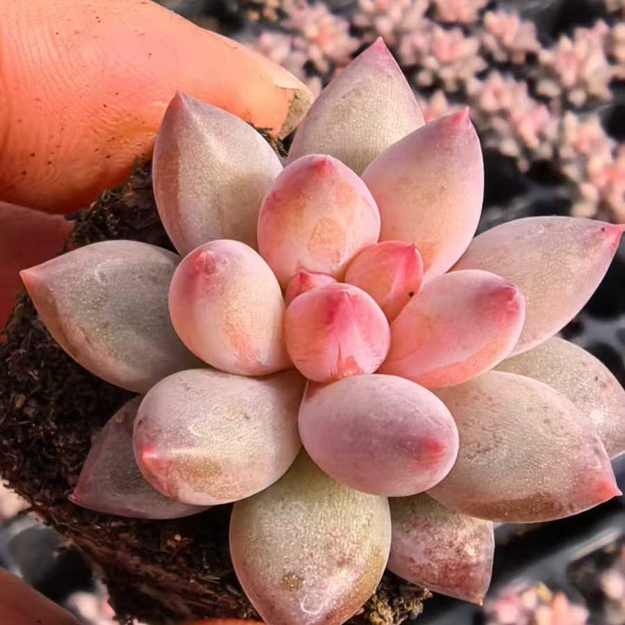 23528 チェリーズ（3cm pot）