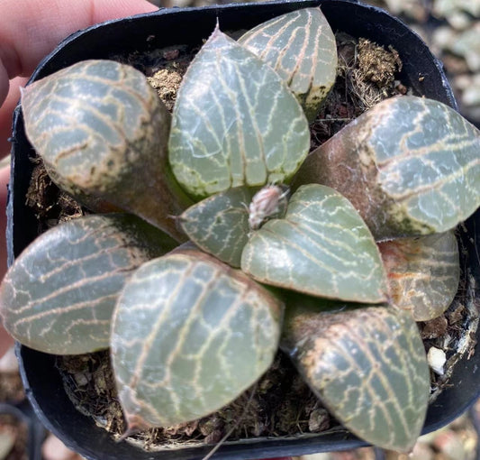 CS131 水晶101 スイショウ (7cm pot)
