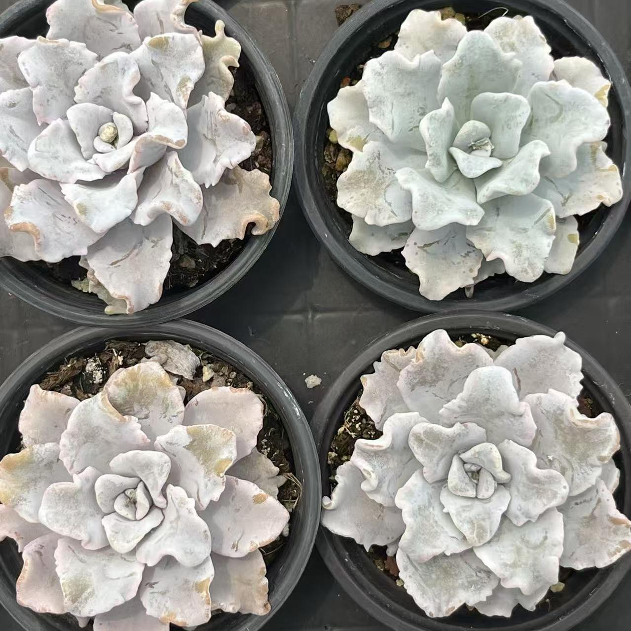 XS1181 クリスペートビューティ（9cm pot）