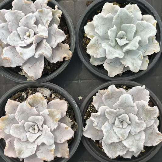 XS1181 クリスペートビューティ（9cm pot）