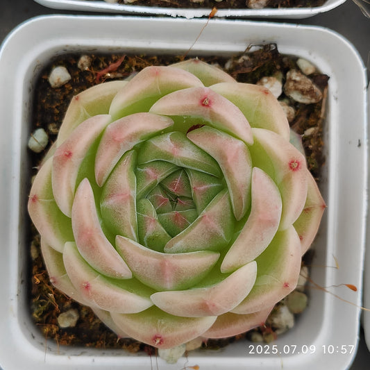 XQ1274 エレガンス　クィーンHyb（7cm pot）