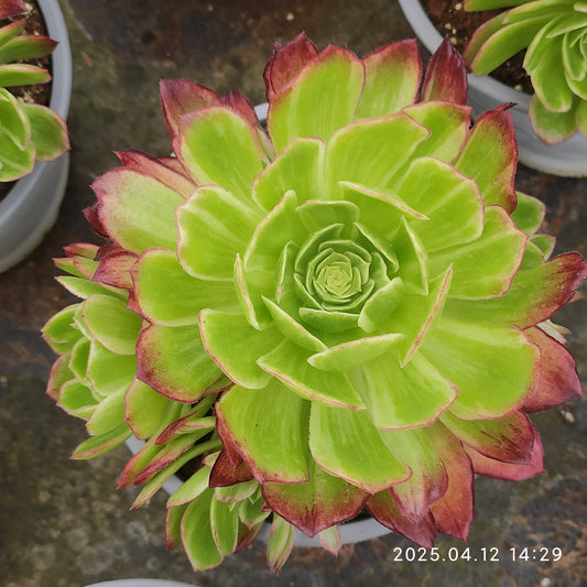 YF417 カロフル　ランターンズ （15cm pot）