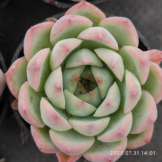 MMT255 ピンククリスタルローズ(5.5cm pot)