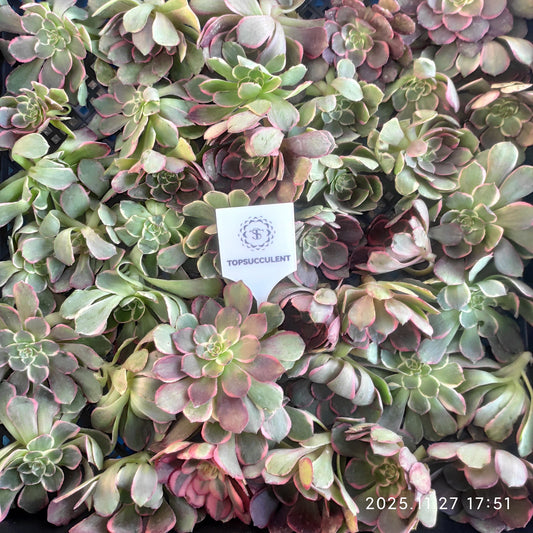 22986 アエオニウム　バンクェット（カット苗）（9cm pot）