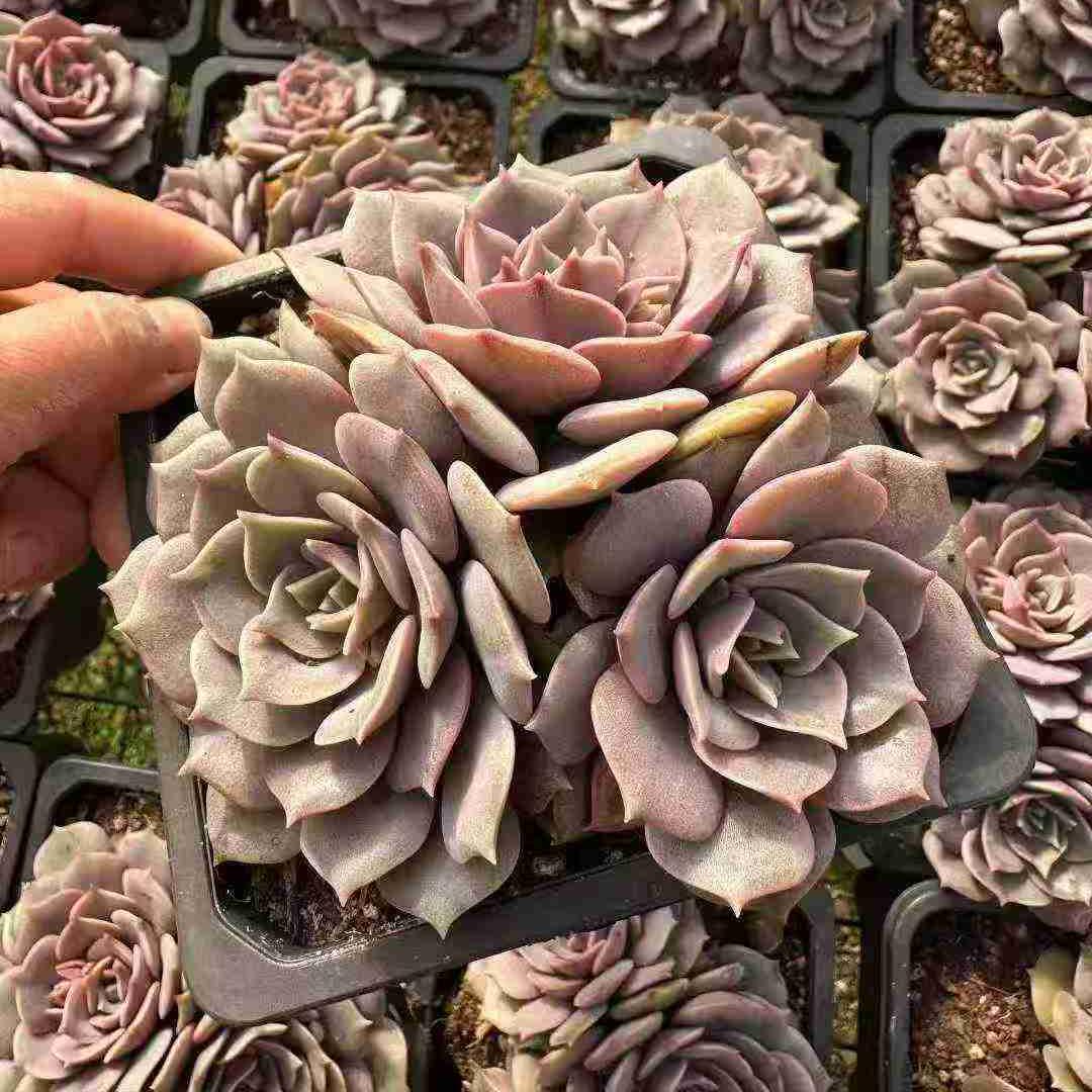 25193 パープルベル