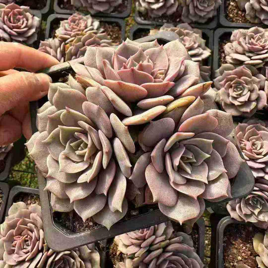 25193 パープルベル