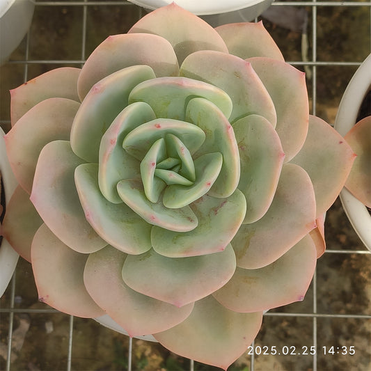 ZAJ032 ホワイトフェニックス (15cm pot)