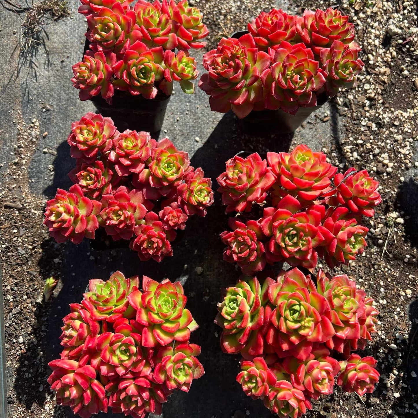 25269 レディジア