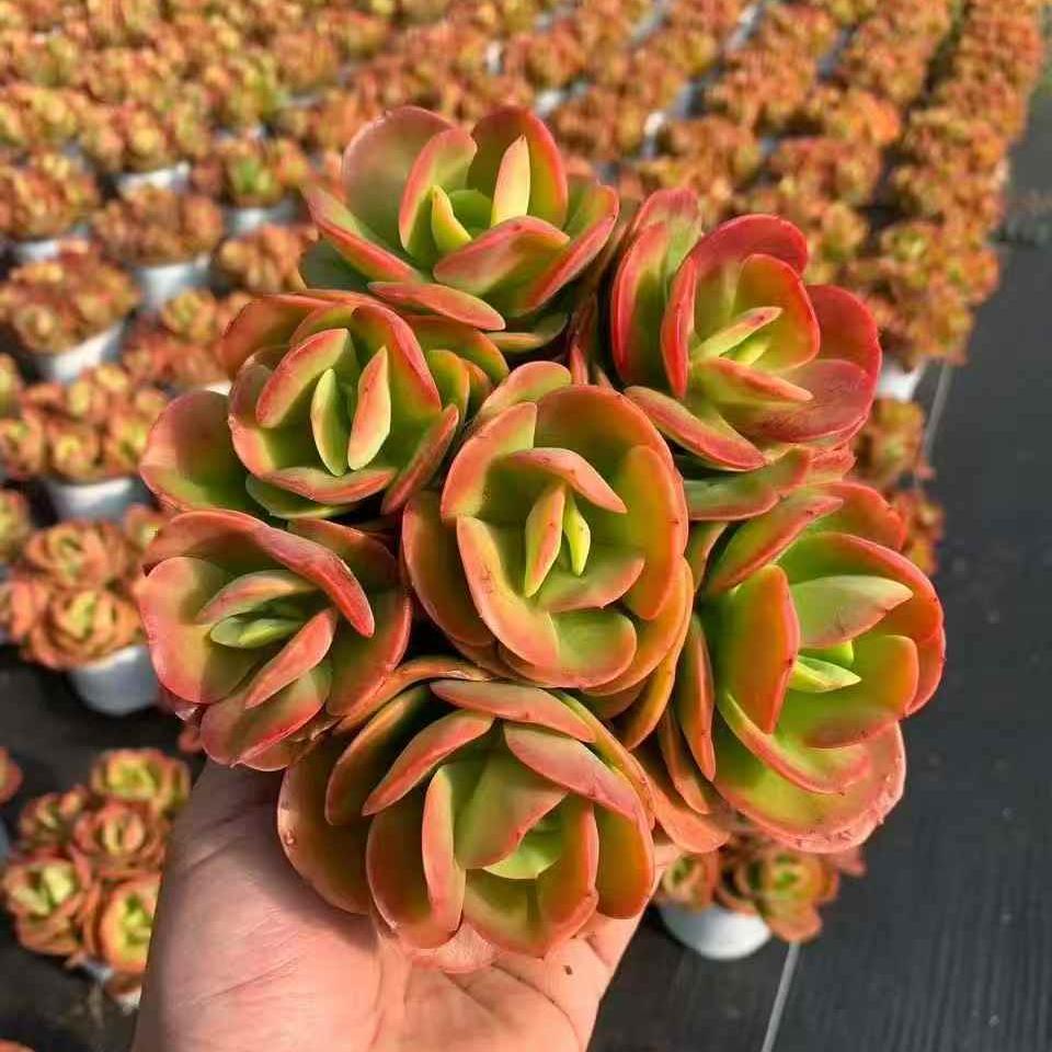 261051 クランベリー