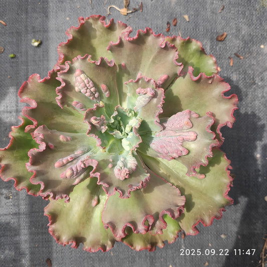ZAJ063 カーニバル（18cm pot）