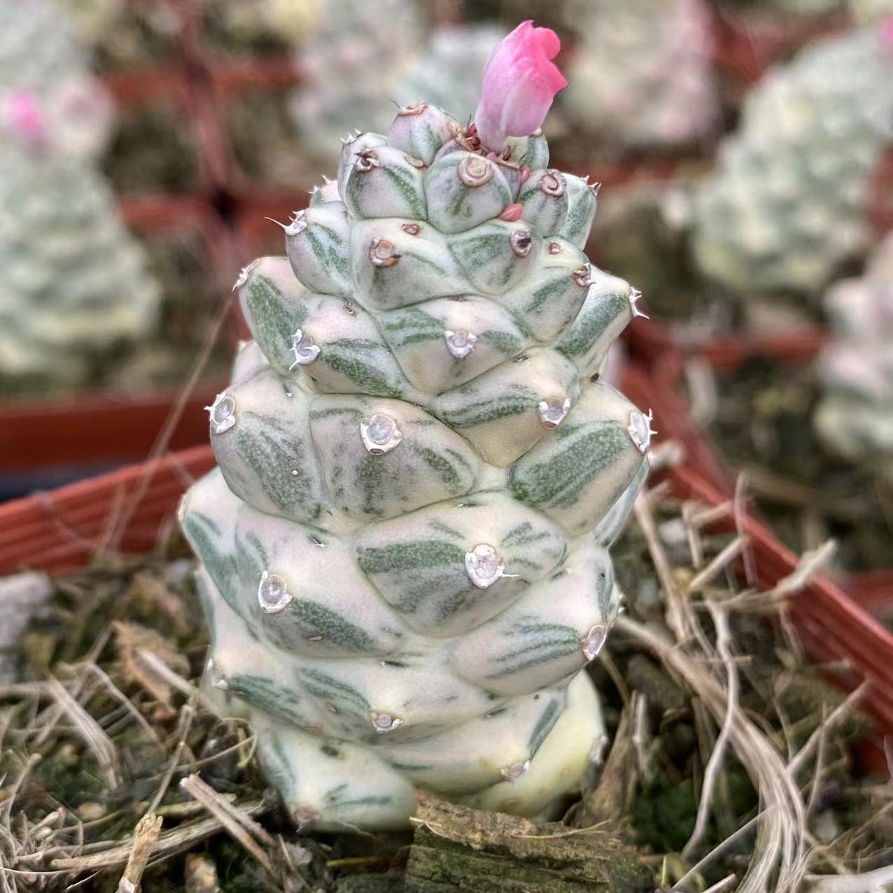 ZL419 モナデ二ウム・ニャンベンセ錦（9cm pot）