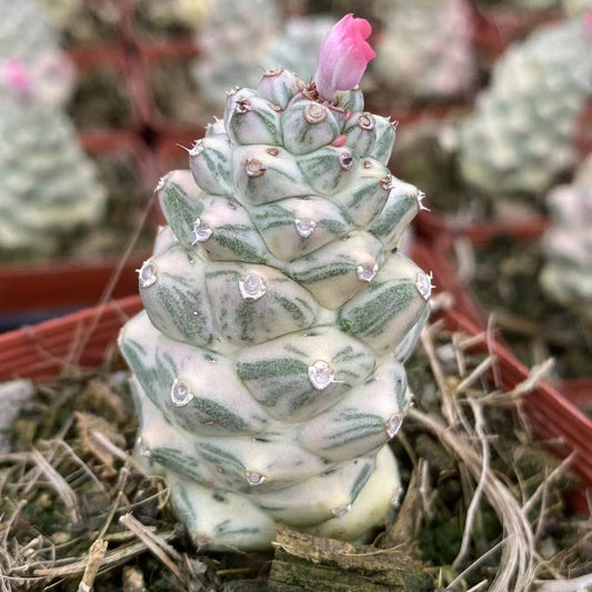 ZL419 モナデ二ウム・ニャンベンセ錦（9cm pot）