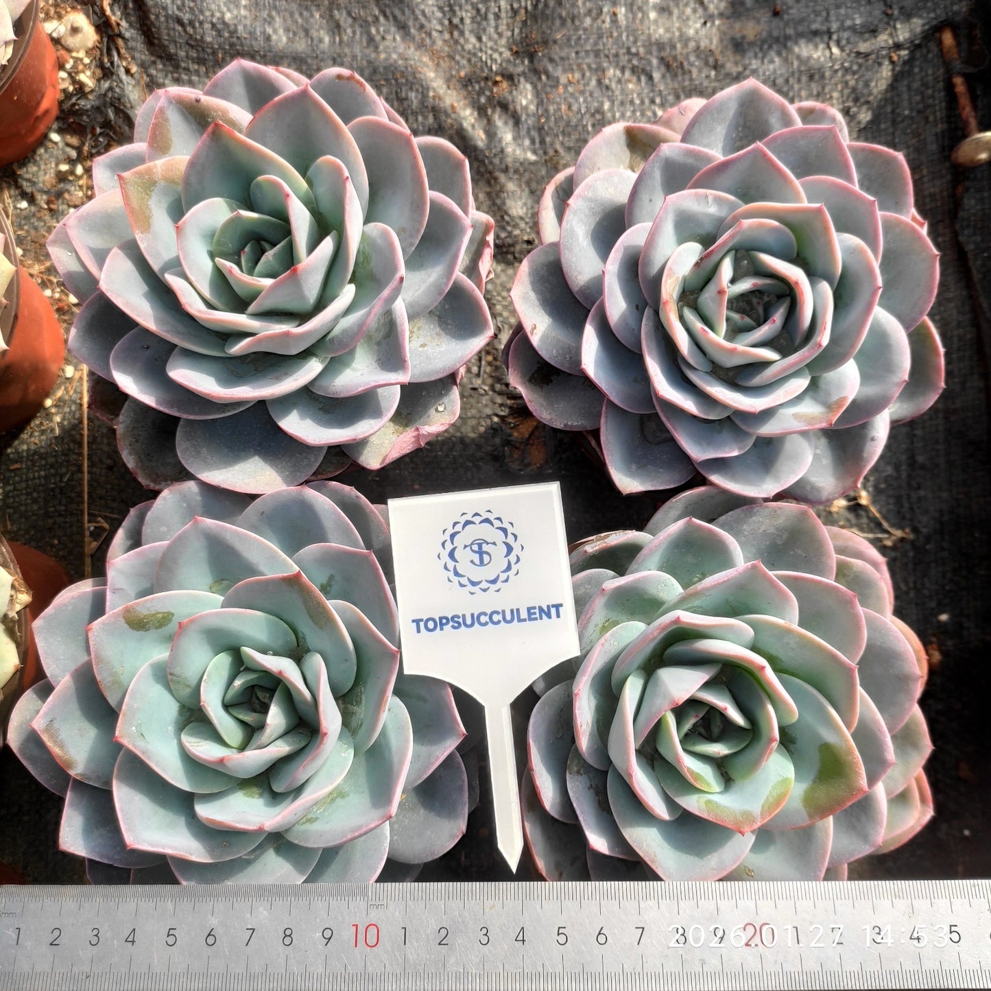 23286 ブレランド