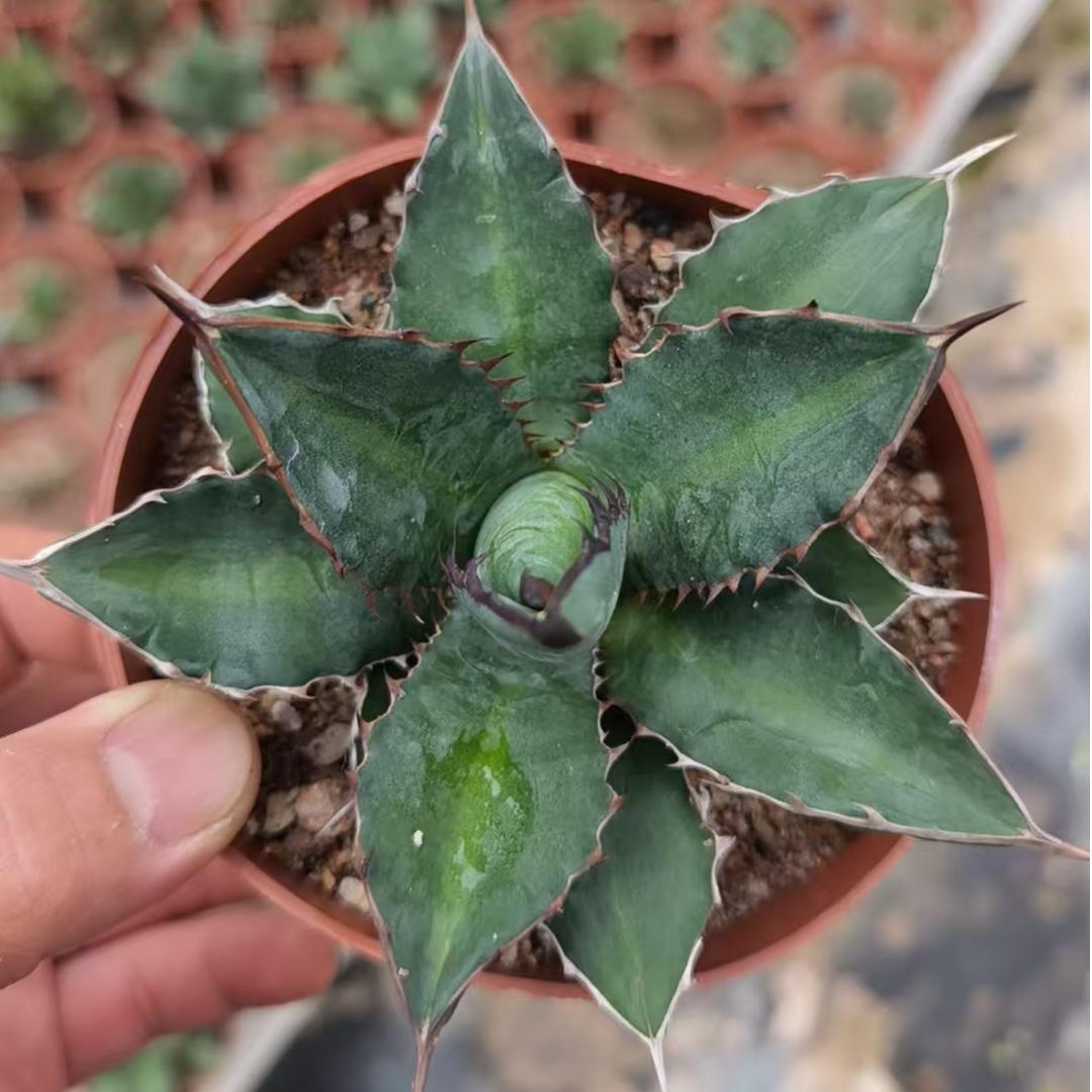 ZL657 アガベ　チタノタ 萬代厳竜（12cm pot）