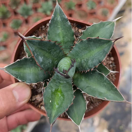 ZL657 アガベ　チタノタ 萬代厳竜（12cm pot）