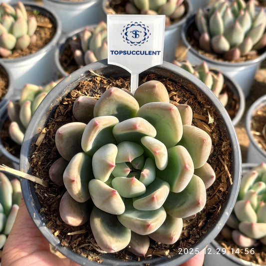 24085 セント/聖人