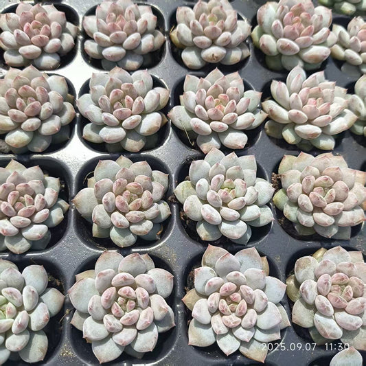 XS1088 ジェイドモンロー（3cm pot）