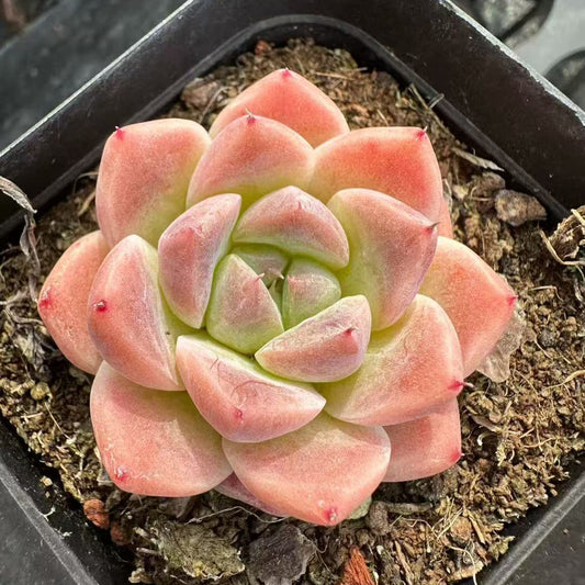 BL2019 アルバー　ビューティー（7cm pot）