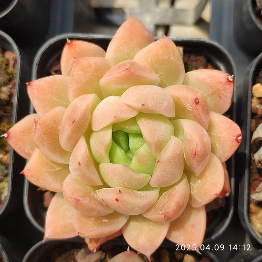 YBB102 ピンク　マルギャン（5.5cm pot）