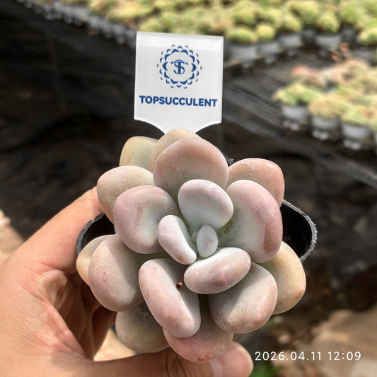 25600 ウィンストン