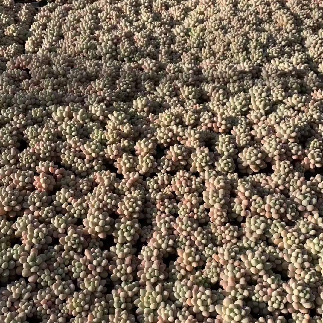 23443 ロココ（3cm pot）（ポット苗）