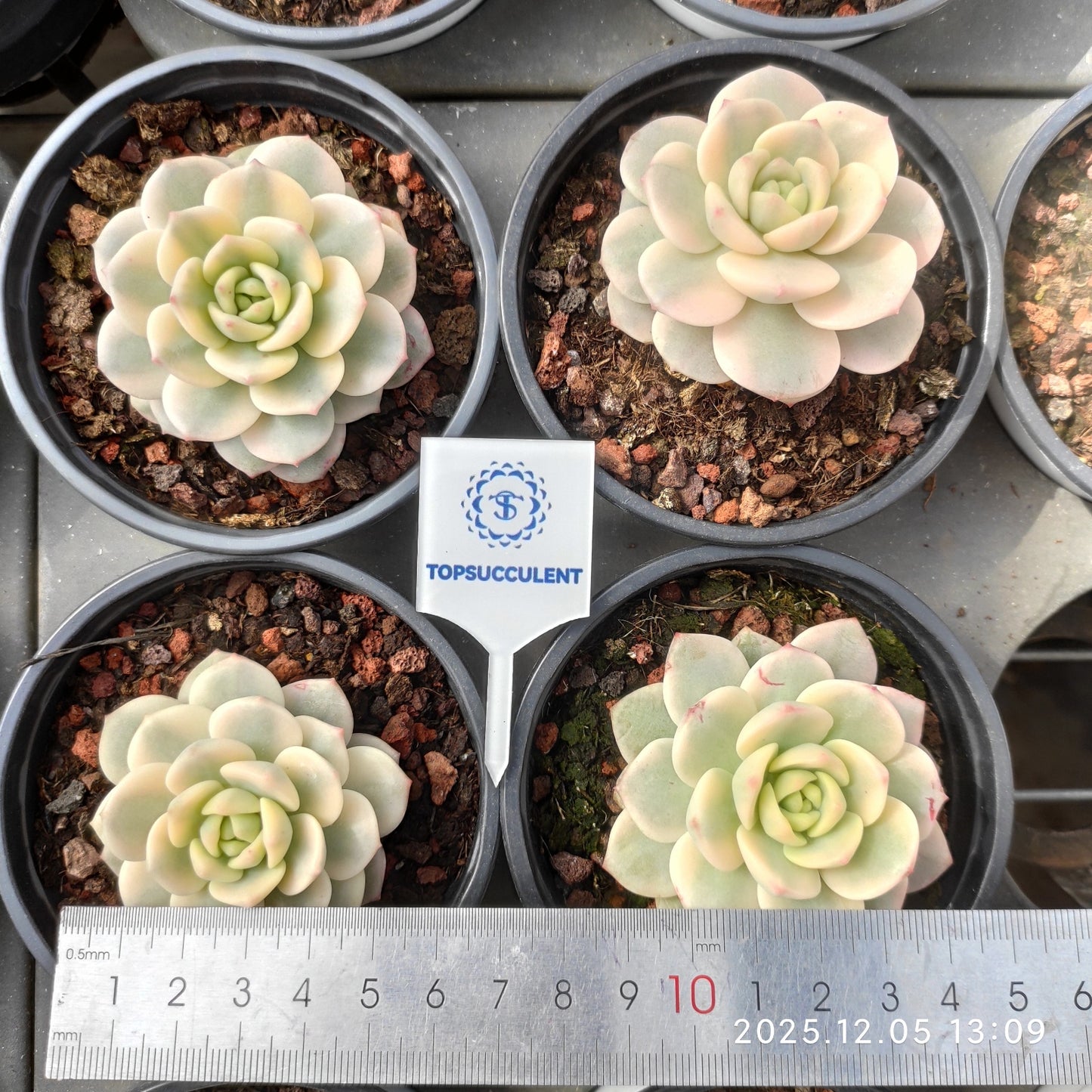 20109 バニラビズ錦（9cm pot）