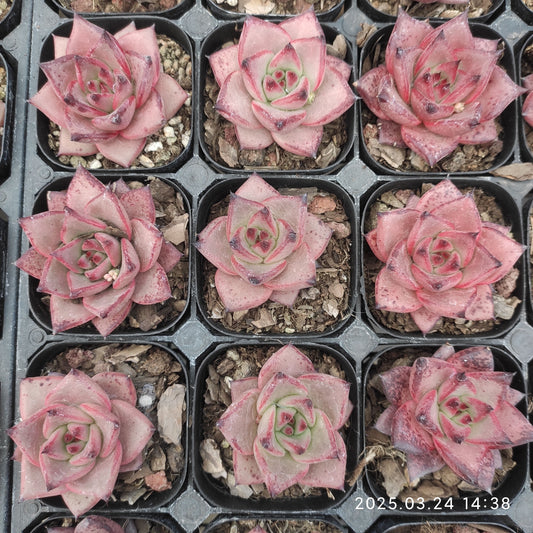 MMY388 ロメオ(6.3cm pot)