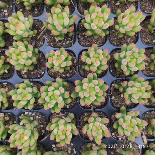 17084  アリス エヴァンス（5cm pot）（ポット苗）