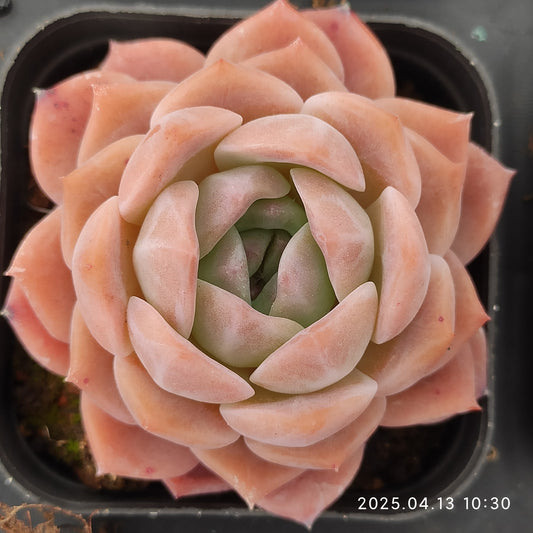 LMM391 レッド　ベルベット Hyb（6.5 cm pot）