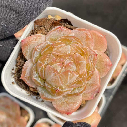 22711 オーロラジェリー