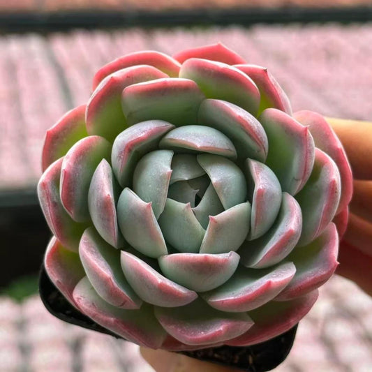 22639  ビネガー　オールター（7cm pot）