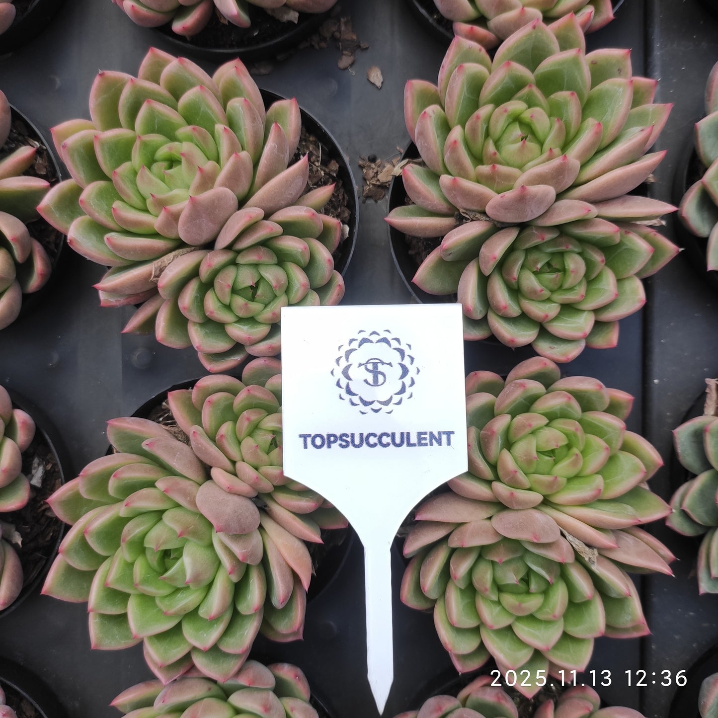 22457  ダイアモンド　ジェニーHyb（9cm pot）