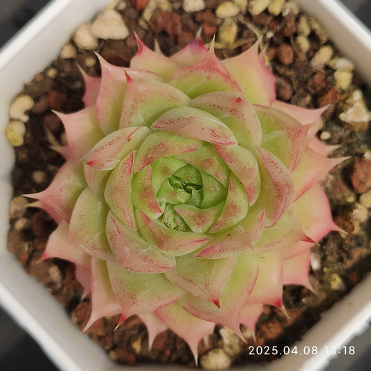 WWA104 クィーン x ピンク　クリスタル　ローズ(7cm pot)