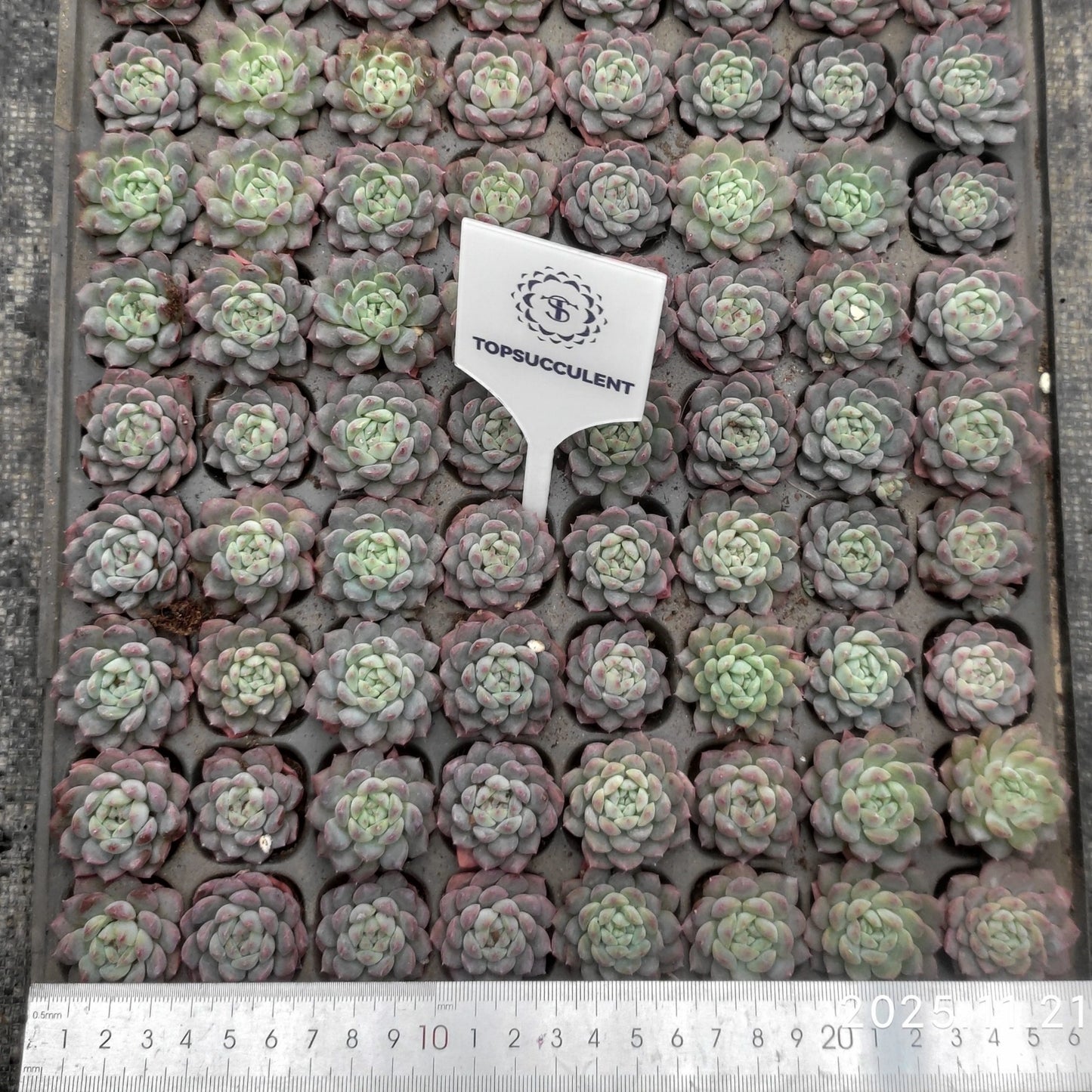 20665  ウィートデュー（3cm pot）（ポット苗）