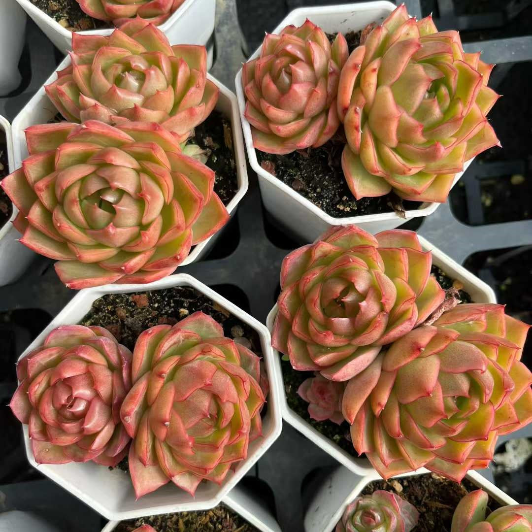 26183 ブルー・ムーン