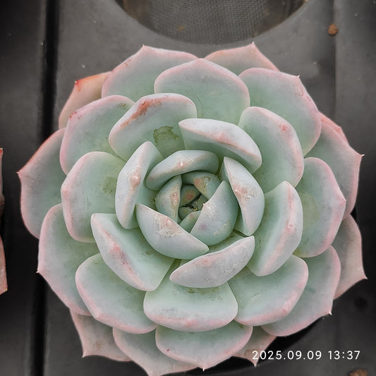 MMT725 パープルクィーン （9cm pot）