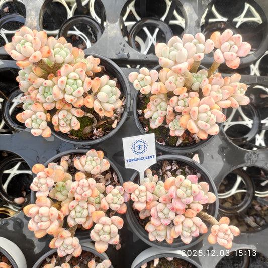 23119 クラバタムHyb（9cm pot）