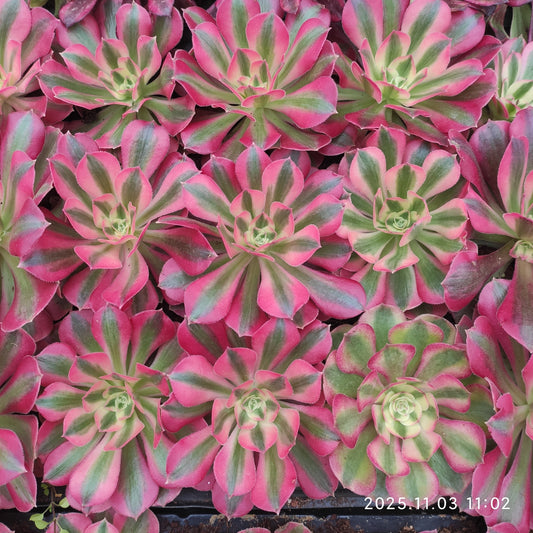 4809 アエオニウムピンクガール（7cm pot）