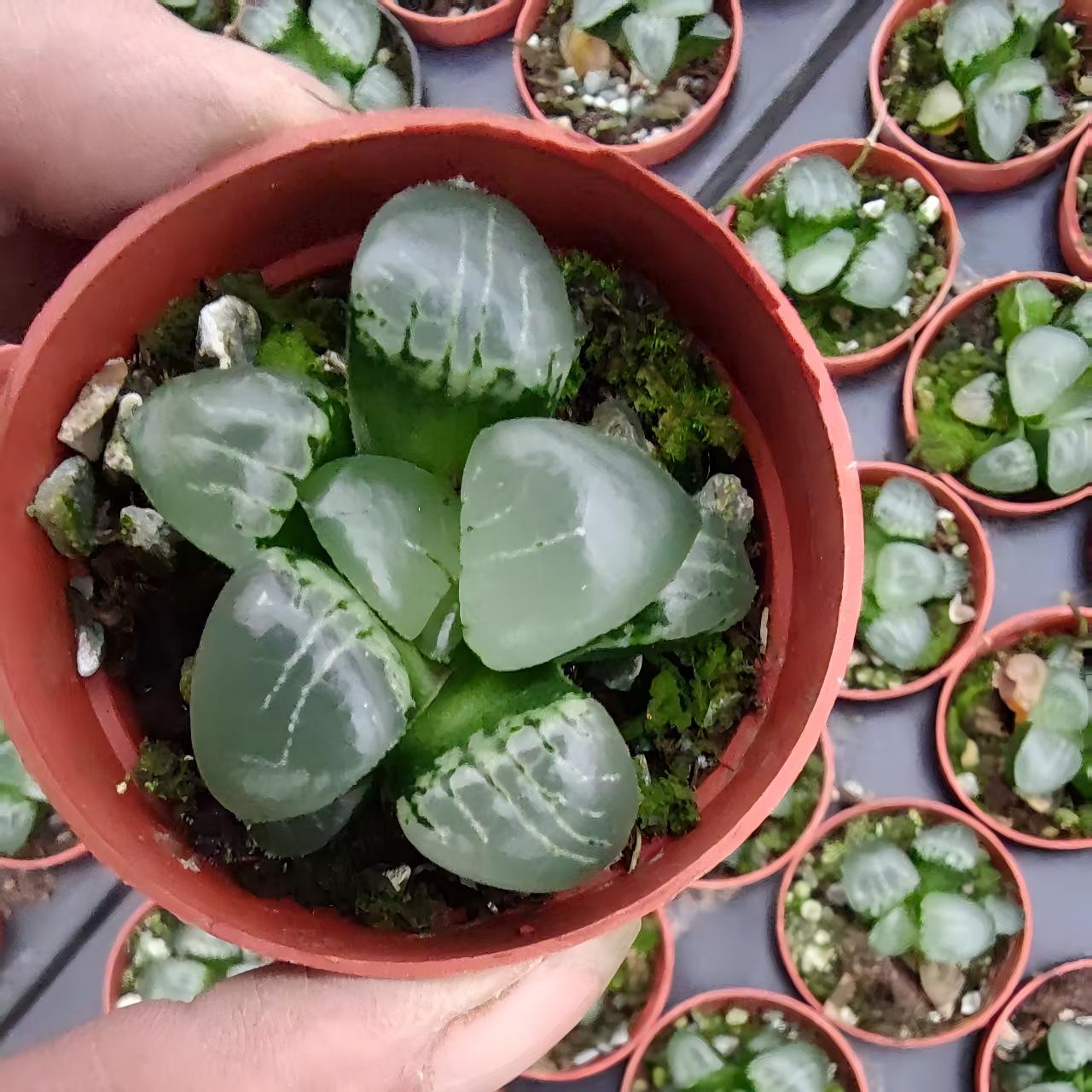 13171 ハオルチア 月光