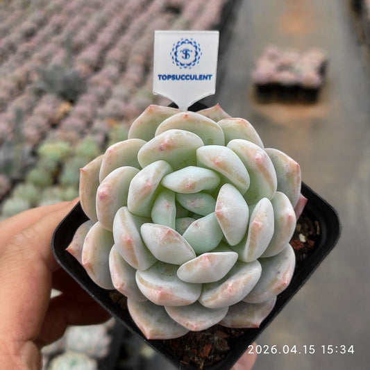 361631 オレンジ　モンロー