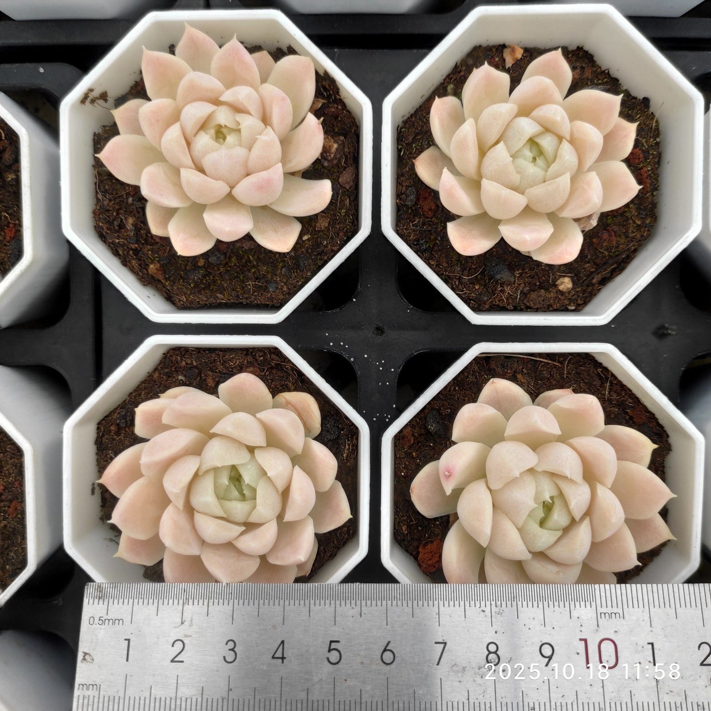 YBB107 ヒューミリス（7cm pot）