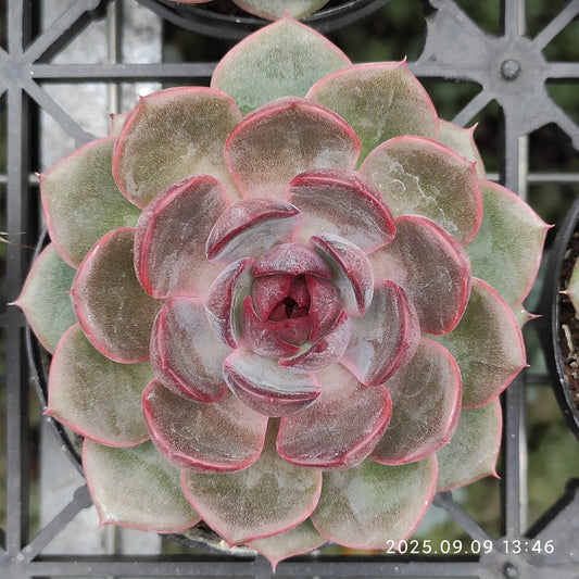 MMT848 チーズブルーベリー（9cm pot）