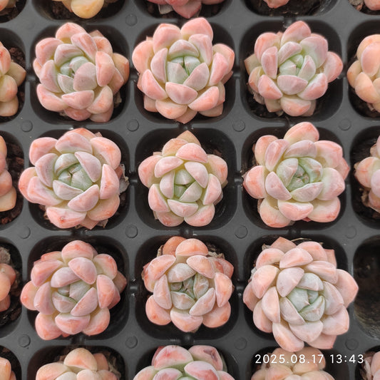LMM365 スター　プラス(3cm pot)